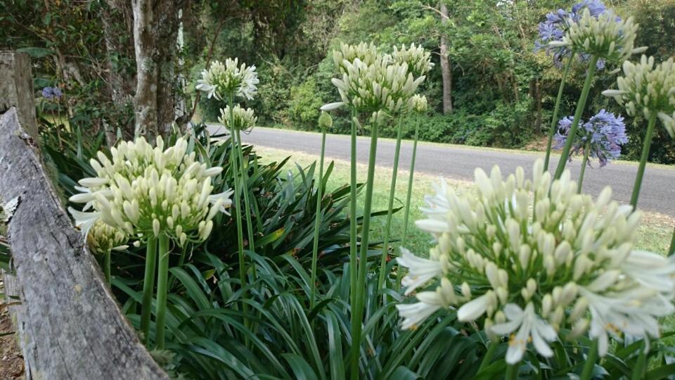 The Paddocks Villa Maleny Bagian luar foto